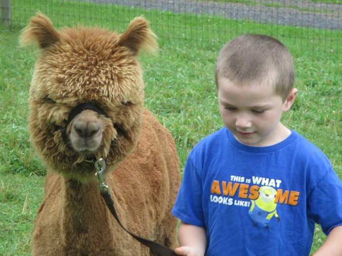 Boy with alpaca