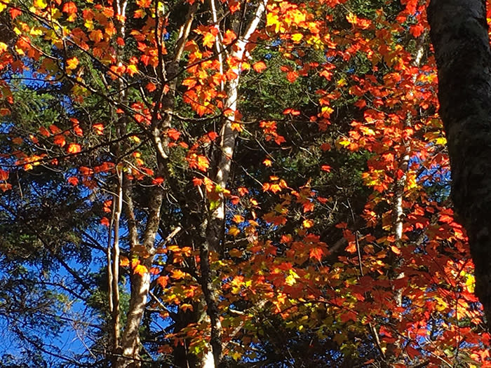 fall_blog_post_image_5_f01db03e-39a0-4e6c-a7ae-9c2ec6ffbc4f
