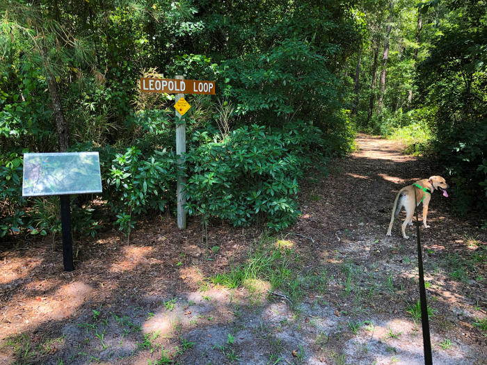 Howell Woods is dog-friendly and a great outing for hiking with your pets.