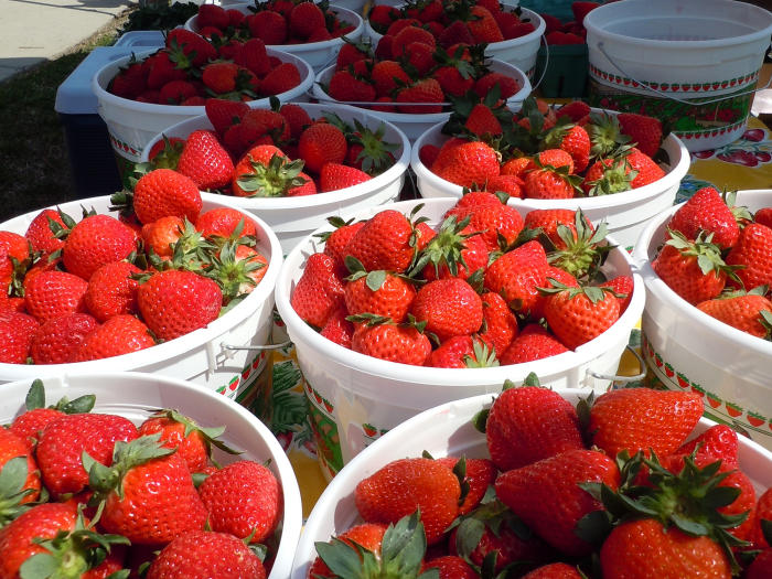 Pick a bucket of strawberries in Johnston County, NC.