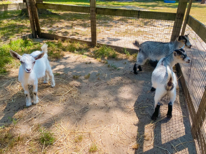 Goats inside a pen