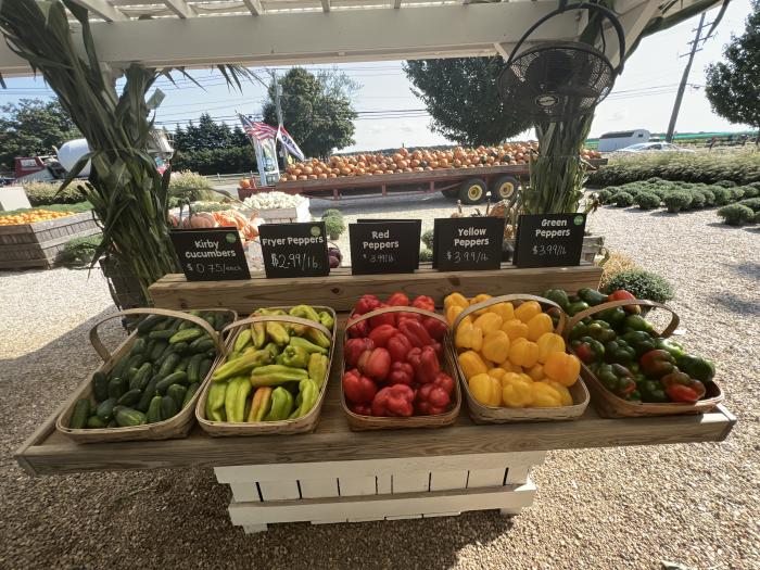 A pepper farmstand with vibrant, colorful peppers displayed in woven baskets on a farm on Long Island.