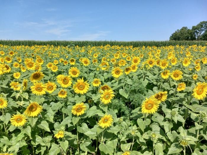 A field of sunflowers set against blue skies