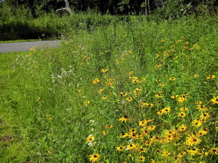 Oak Savannah Trail flowers along bike path