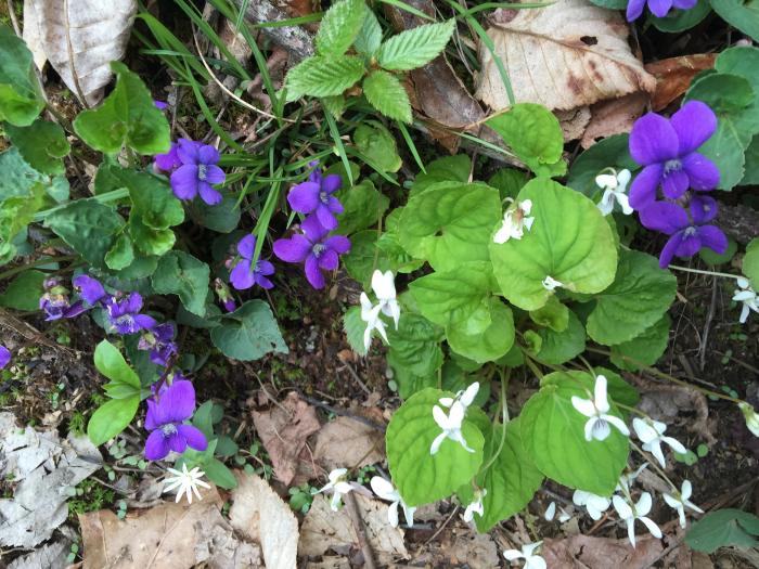 Wildflowers of the Smokies at Deep Creek