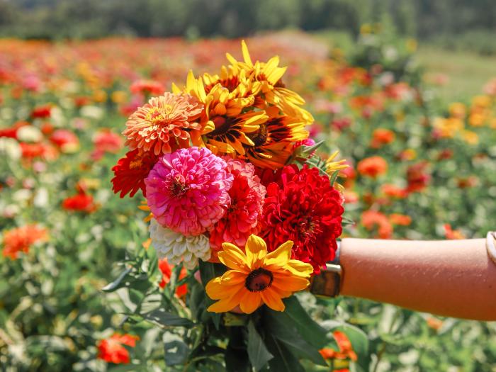 Plant and Flower Festivals - South Carolina Department of Agriculture