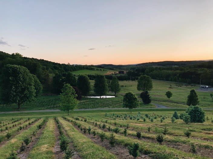 Tuckaway-Tree-Farm-field