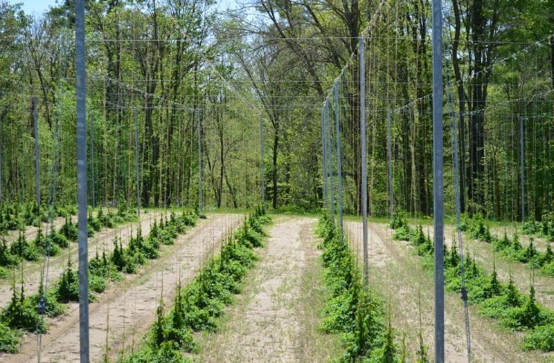Hops growing at Ramblin Road
