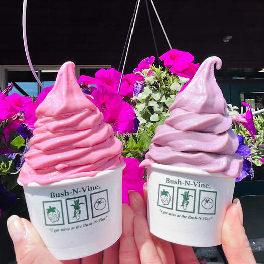 Bush-N-Vine Ice Cream