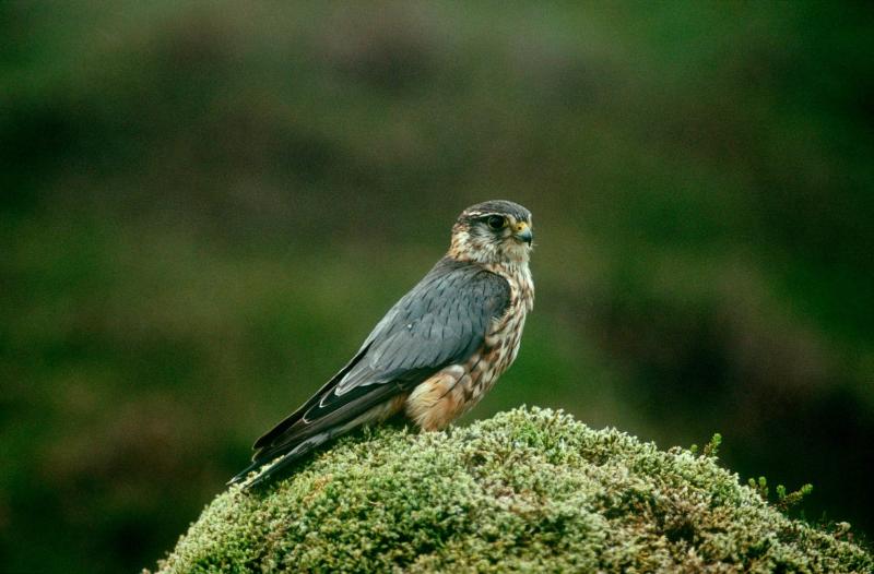 A merlin sitting on a mossy rock