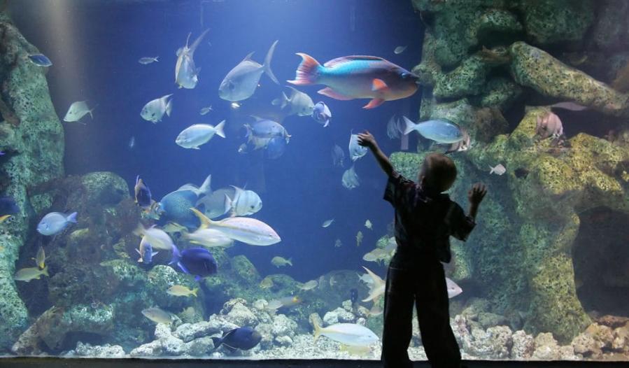 Child At The Oklahoma Aquarium