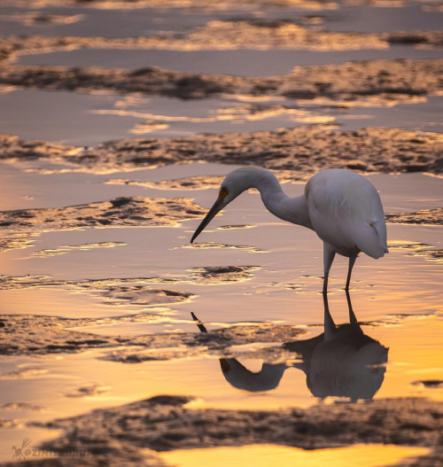 Respect Coastal Wildlife