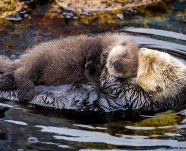 30443_otter mom and pup.jpg