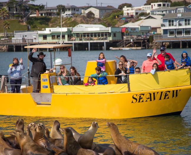 Sub Sea Tours w seals