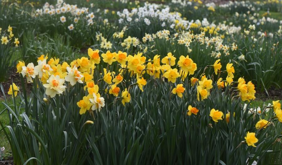Joe Hamm's Daffodil Hortus