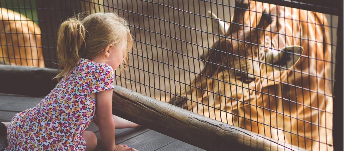 A child feeds a giraffe at Dickerson Park Zoo in Springfield, Missouri