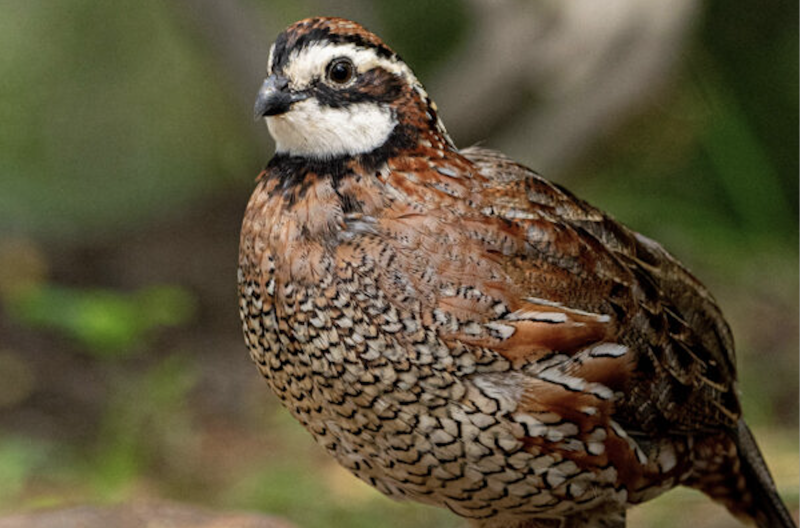 HoustonZoo - Bobwhites