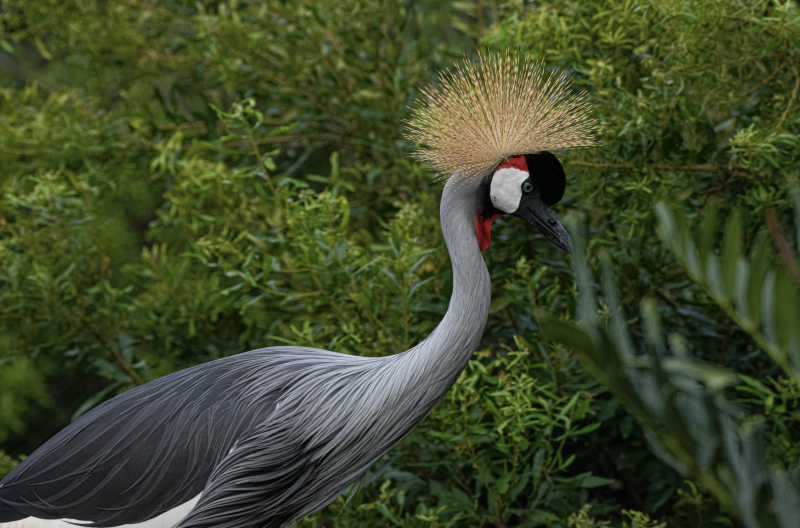 Houston Zoo - Birds of the World