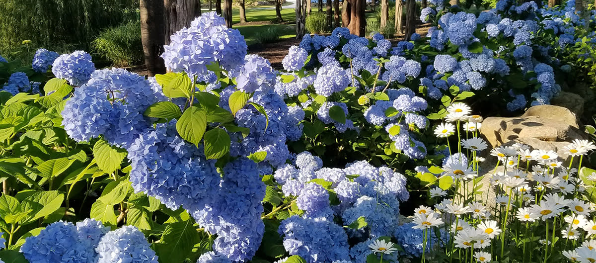 Hydrangea Fest