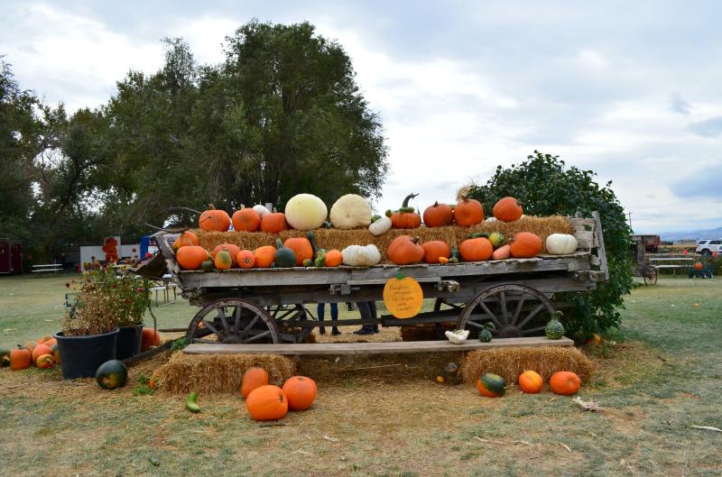 pumpkins on wagon with straw bales