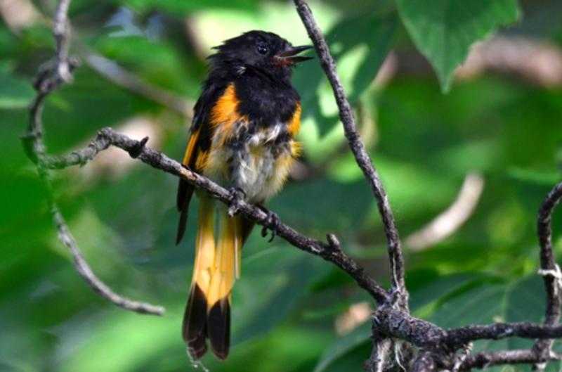 birding_at_palmer_lake