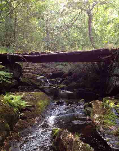 Old bridge in the forrest