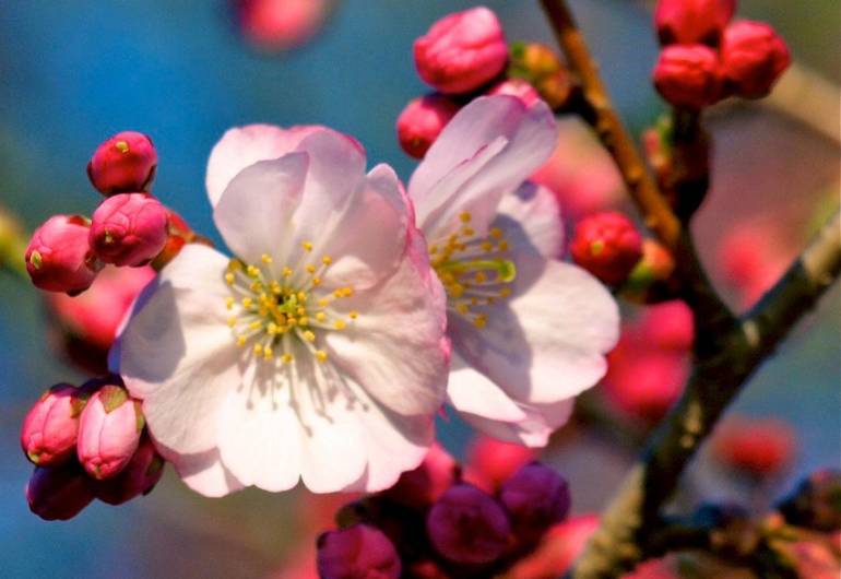branch Brook Park Cherry Blossoms
