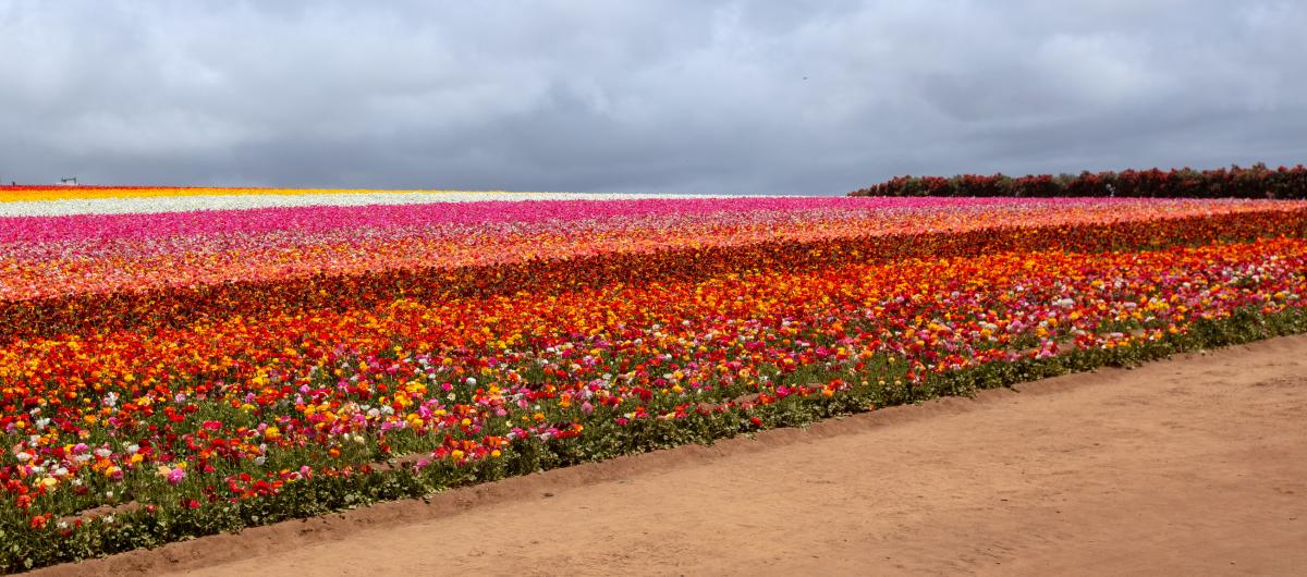 Carlsbad Flower Fields