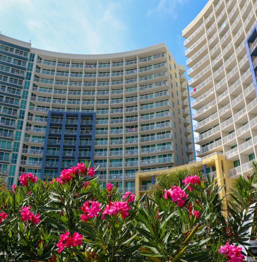 Flowers at Avista Resort