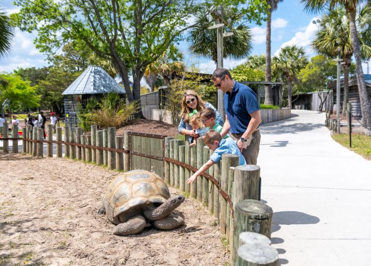 Alligator Adventure - Turtle Family