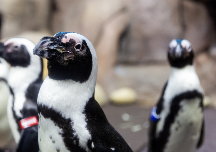 Penguin Playhouse