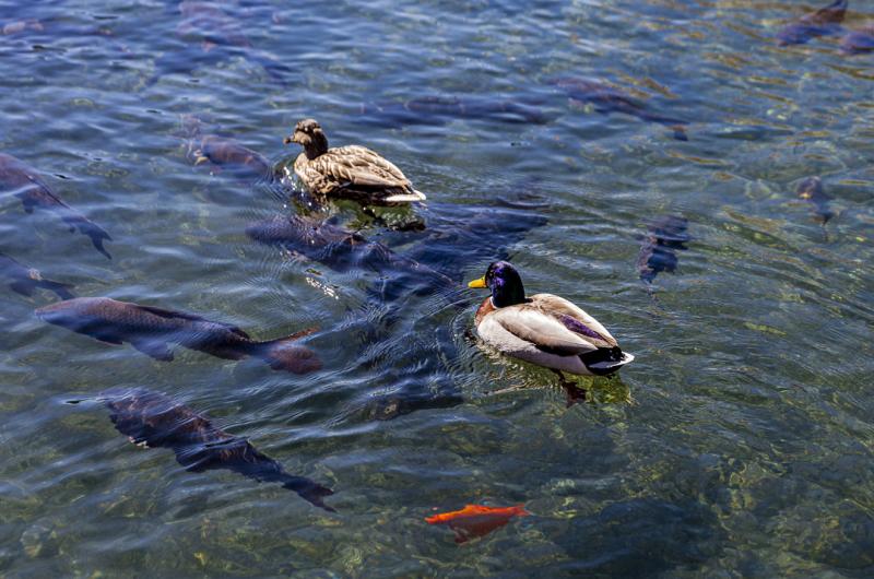 Big Spring Park Ducks and Koi