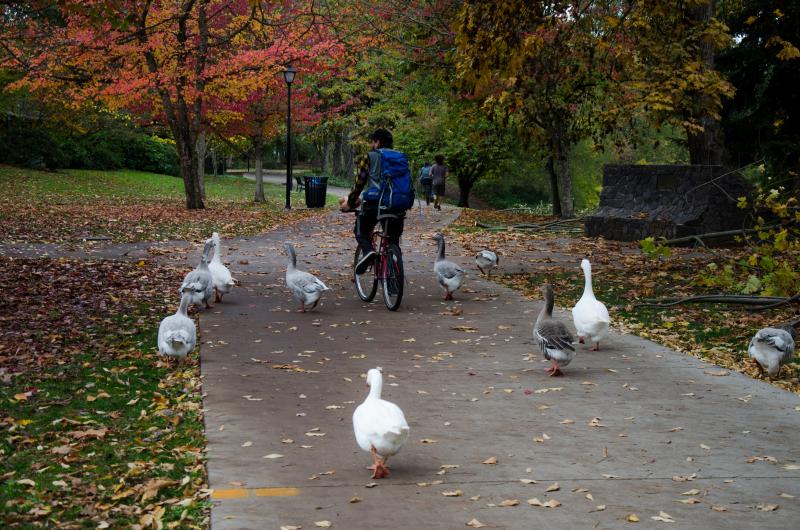 Cycling on the river path in the fall by Katie McGuigan Cycling on the river path in the fall by Katie McGuigan