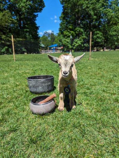 Goat Meditation Yoga at Brook Run Park