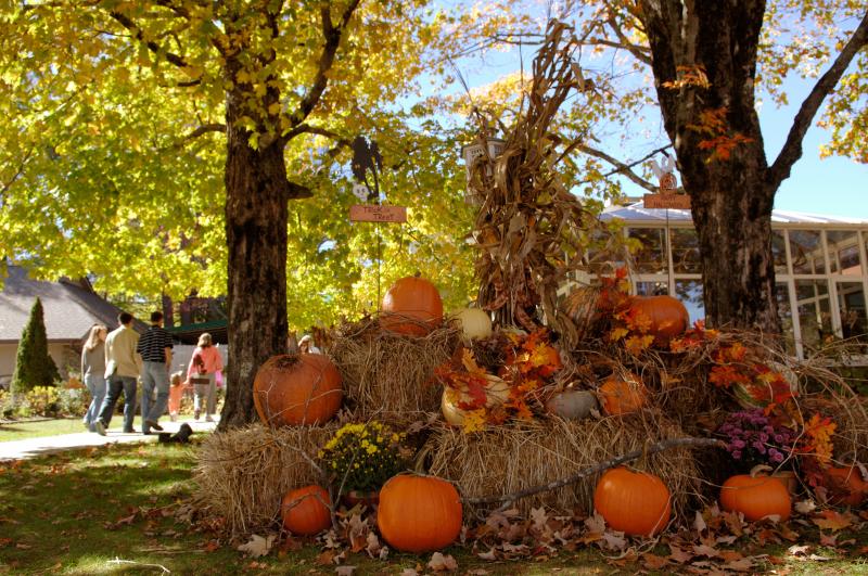 Halloween in Asheville