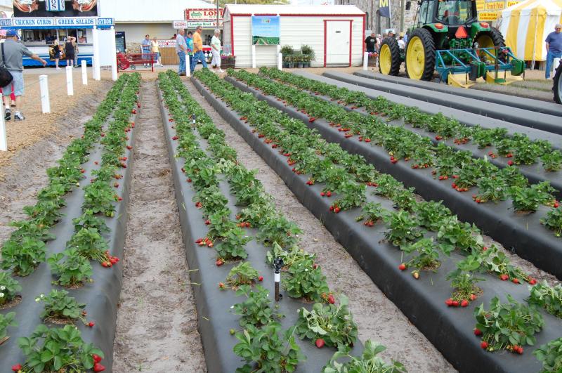 Florida Strawberries