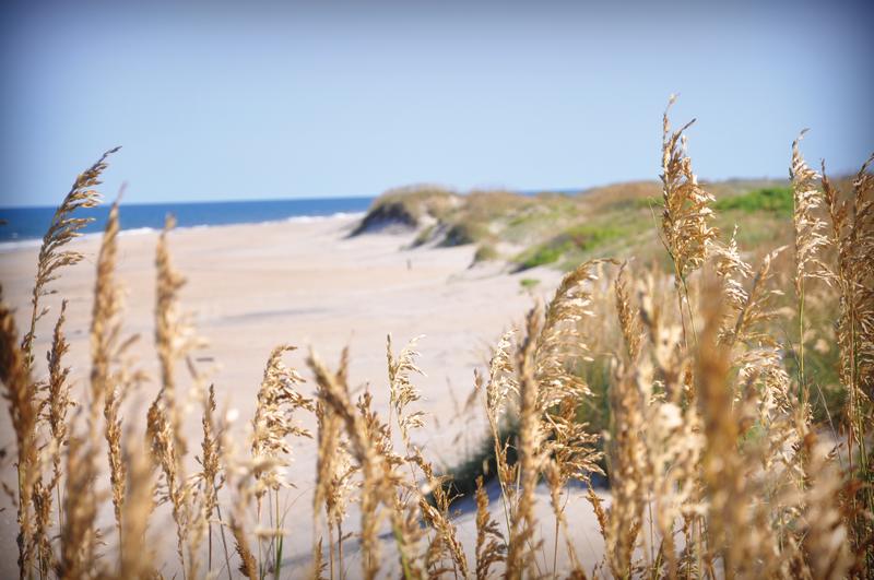 sea oats beach beauty shot