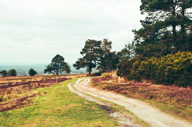 A Trail through the scrubby landscape of the High Weald with tall trees on one side and a view to the distance on the other