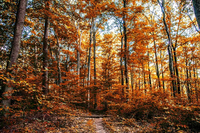 Scarlet Oak Woods during fall