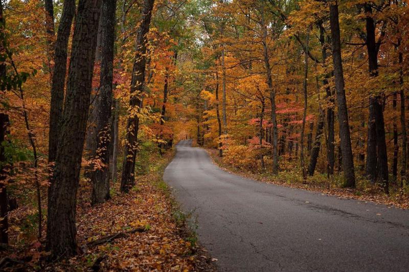 Morgan-Monroe State Forest during fall