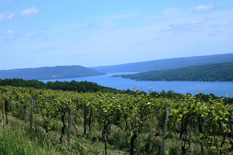 Keuka+Lake+Vineyard+Summer