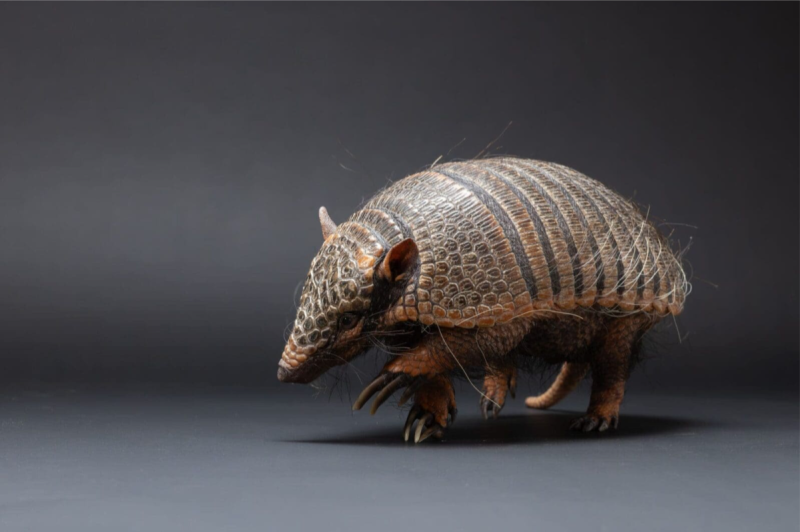 Extreme Animals Alive - Houston Museum of Natural Science