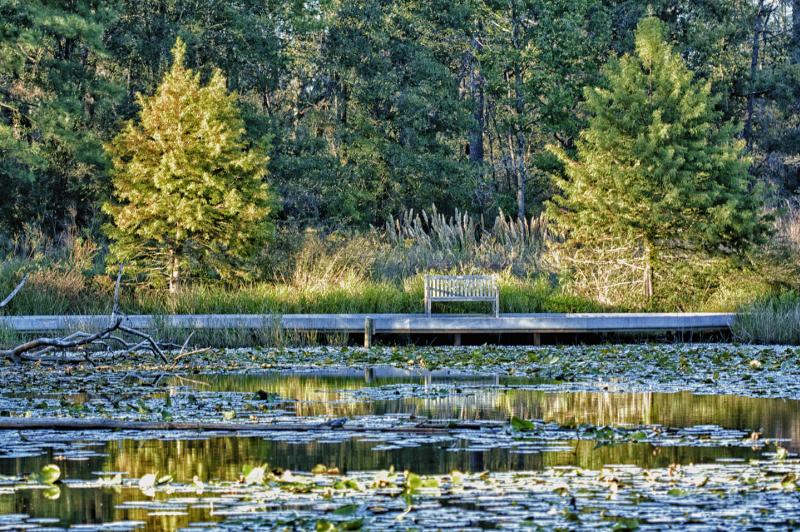 Houston Arboretum Meadow Pond