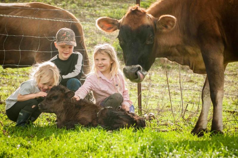 Markegard Family playing with cattle at their farm