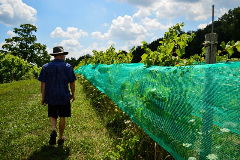 Man walking through vineyard