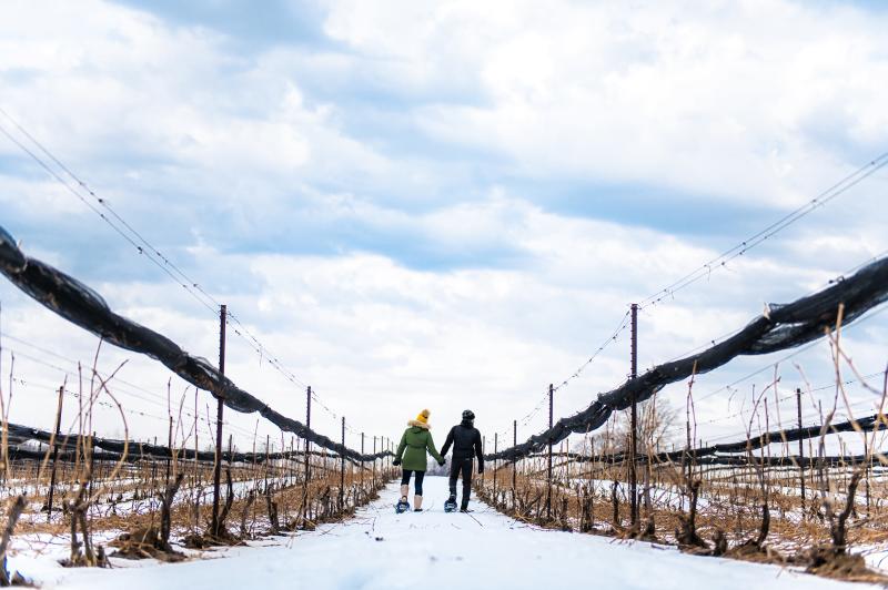 Wandering in a Winery in Winter