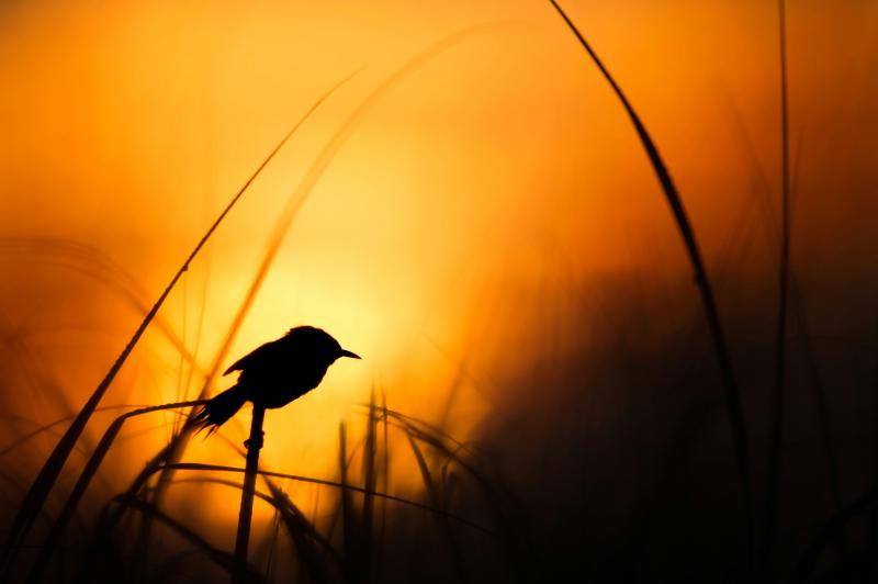bird nature at night