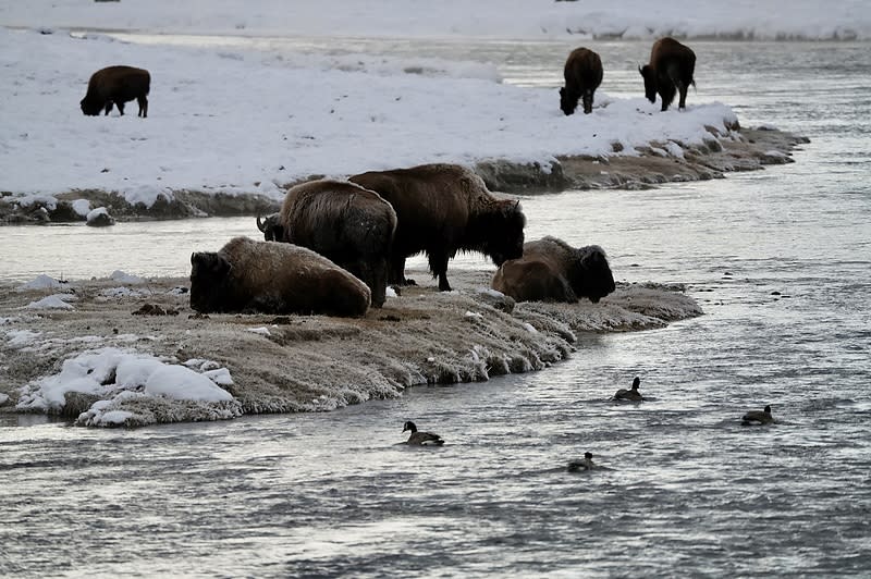 Winter Yellowstone Wildlife