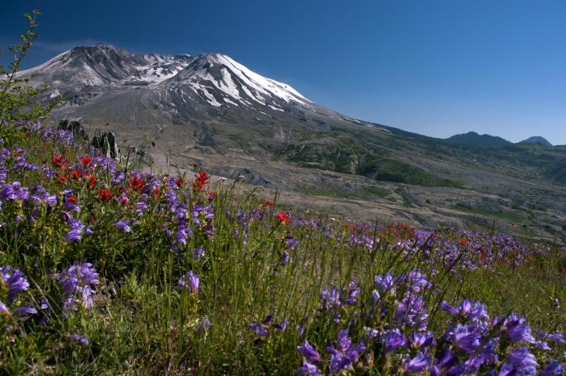 Flowers at the base of Mount St. Helens with snow on top