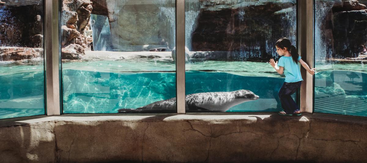 Girl at Fort Wayne Zoo with Sea Lion